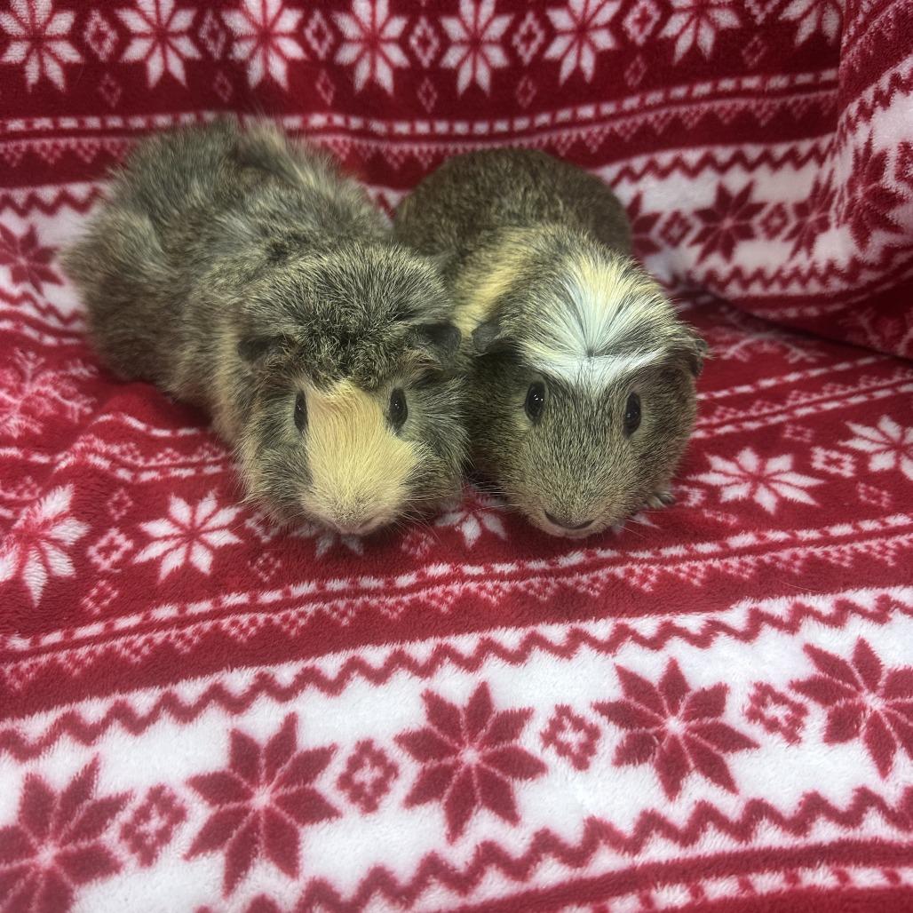 Ziggy bonded to Fudge, a Adoptable Guinea Pig in Quakertown, PA image 2/4