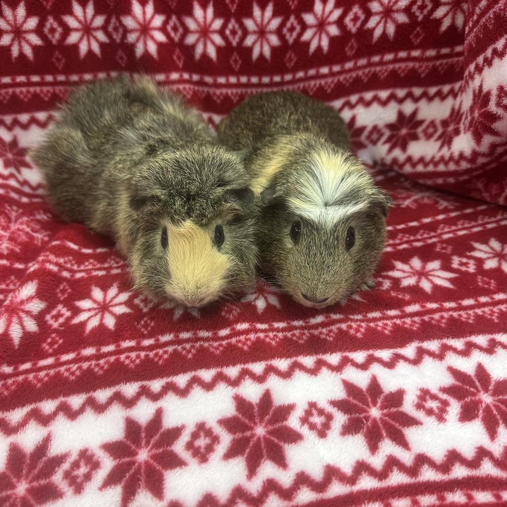 Ziggy bonded to Fudge, a Adoptable Guinea Pig in Quakertown, PA image 3/4