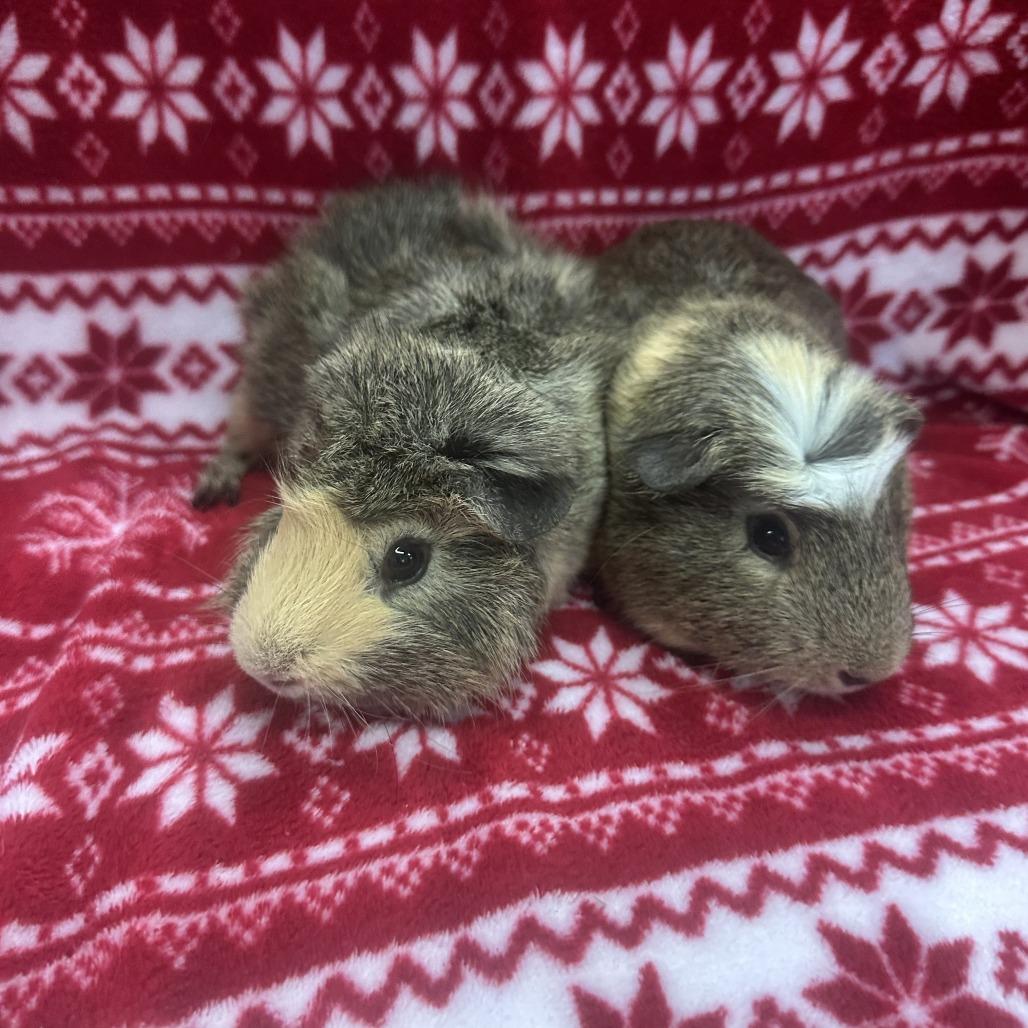 Ziggy bonded to Fudge, a Adoptable Guinea Pig in Quakertown, PA image 4/4