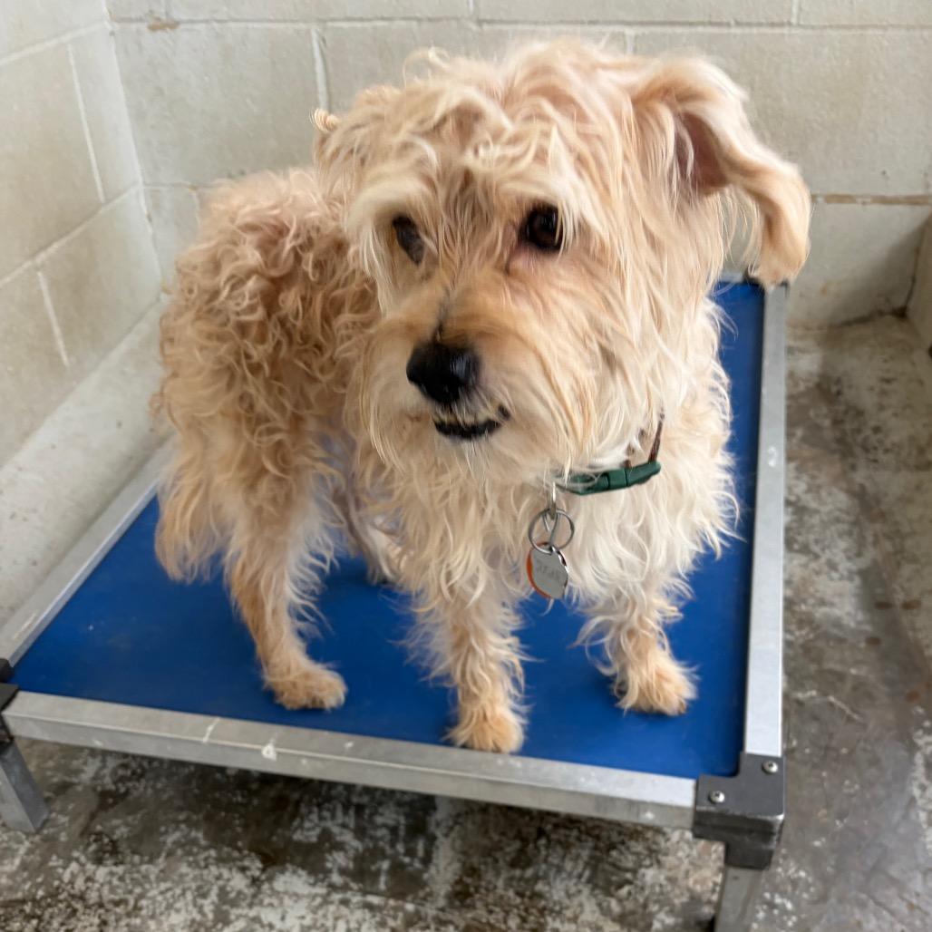 Enlarge Sugar, a Adoptable mixed breed in Laredo, TX image 1/2