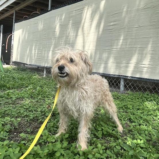 Enlarge Sugar, a Adoptable mixed breed in Laredo, TX image 2/2