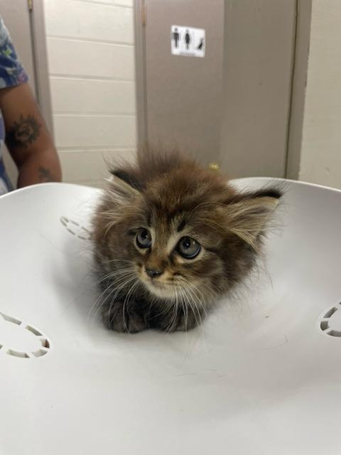 Enlarge Gilbert, a Adopted mixed breed in Murray, KY image 1/1