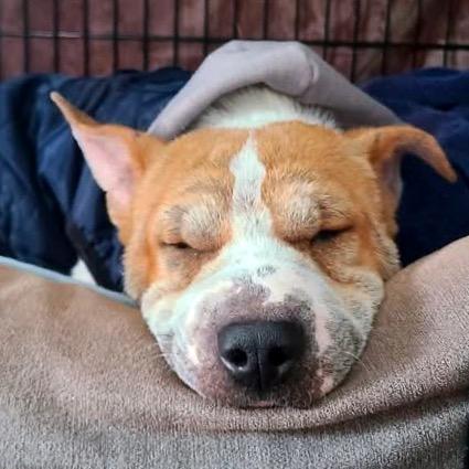 Walter, a Adoptable Mixed Breed in Fredericksburg, VA image 1/6