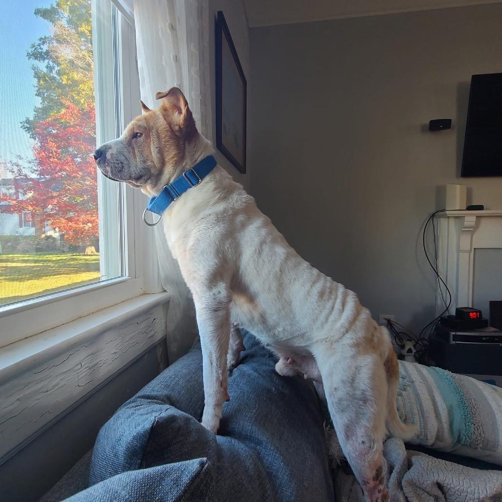 Walter, Adoptable, Senior Male Mixed Breed.