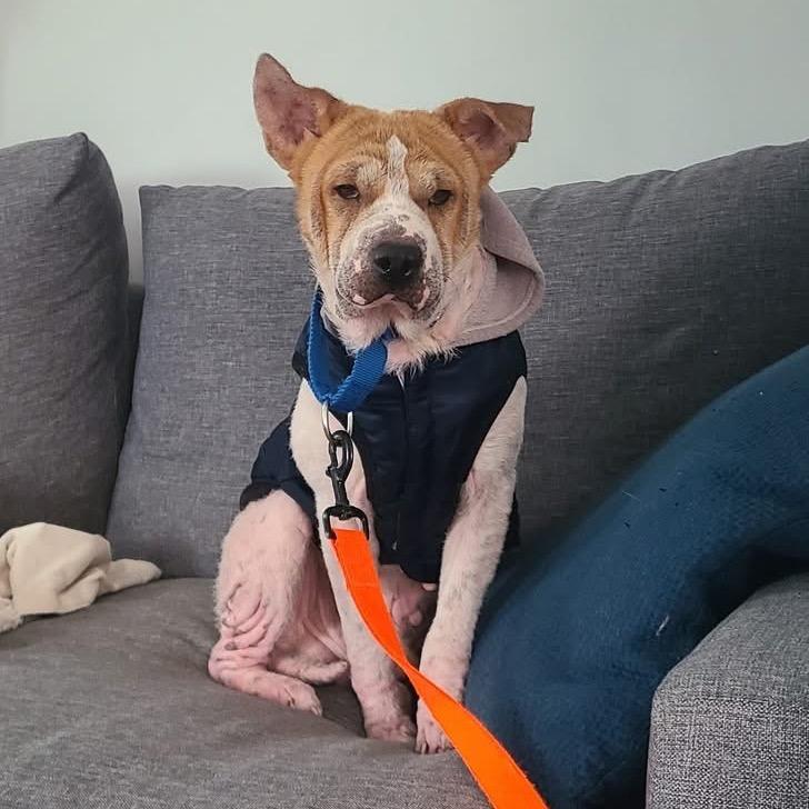 Walter, a Adoptable Mixed Breed in Fredericksburg, VA image 2/6