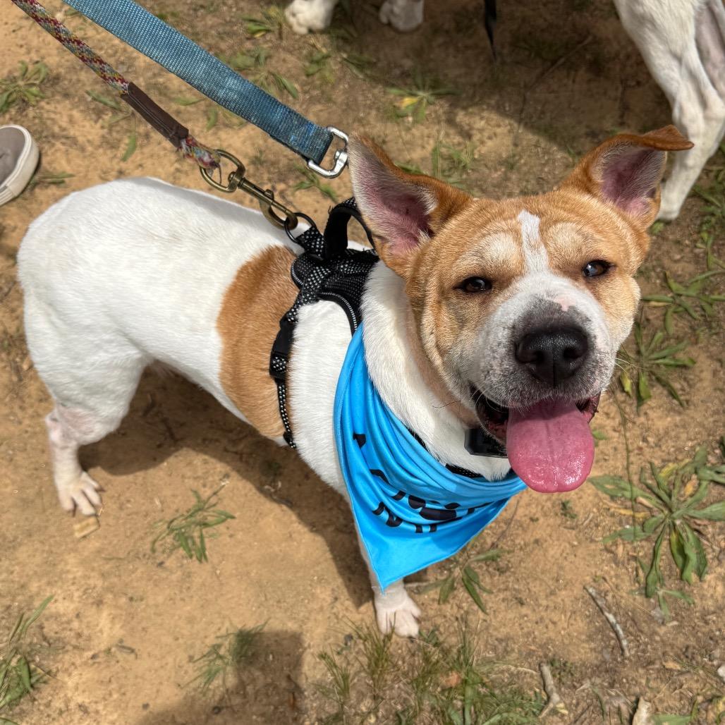 Walter, a Adoptable Mixed Breed in Fredericksburg, VA image 3/6