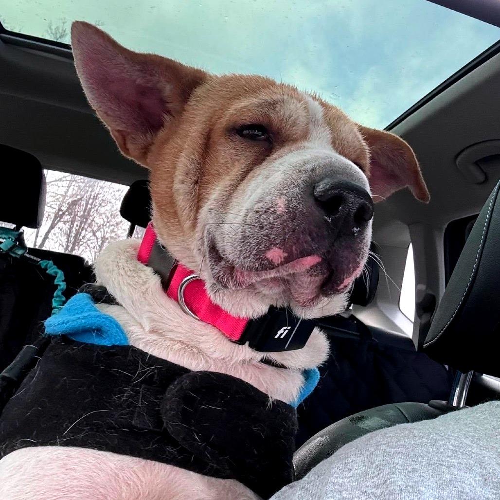 Walter, a Adoptable Mixed Breed in Fredericksburg, VA image 4/6