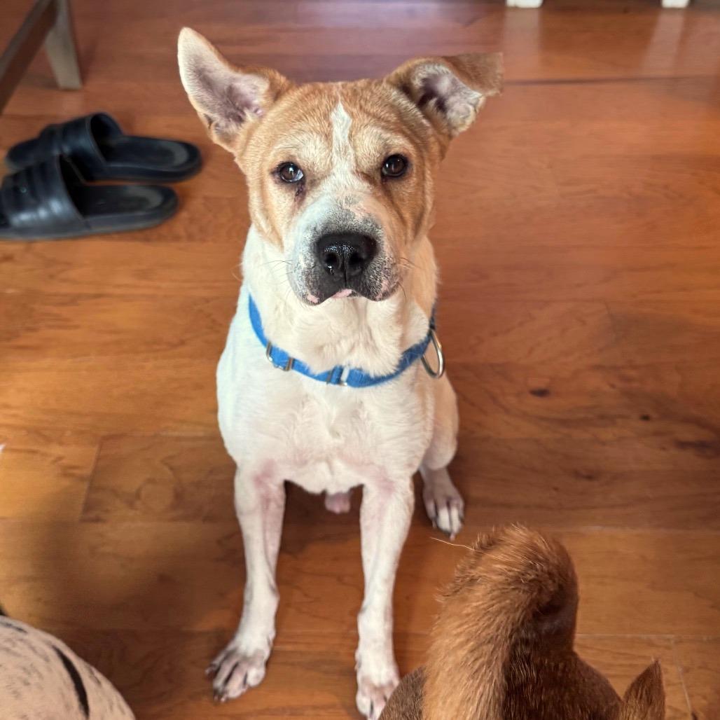 Walter, a Adoptable Mixed Breed in Fredericksburg, VA image 5/6