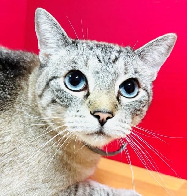 Enlarge Cheeky, a Adoptable Siamese in Hawk Point, MO image 4/4