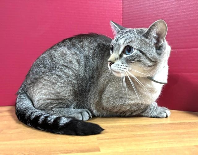 Enlarge Cheeky, a Adoptable Siamese in Hawk Point, MO image 2/4