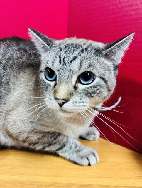 Cheeky, Adoptable, Adult Male Siamese.