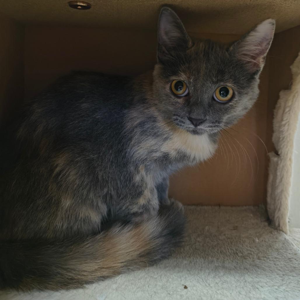 Roary, Adoptable, Kitten Female Domestic Short Hair.
