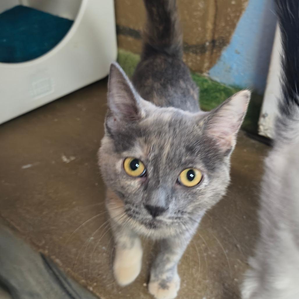 Enlarge Roary, a Adoptable Domestic Short Hair in Laredo, TX image 2/2
