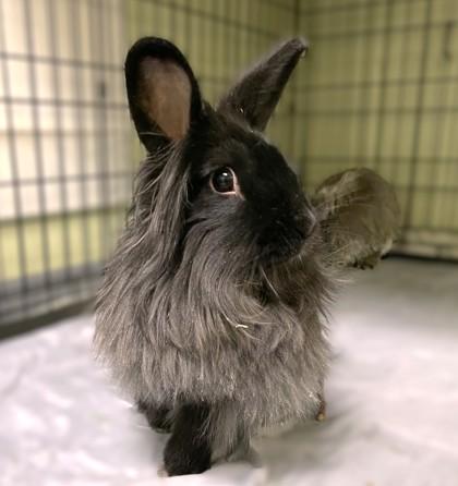 Winifred, Adoptable, Young Female Lionhead & Bunny Rabbit.