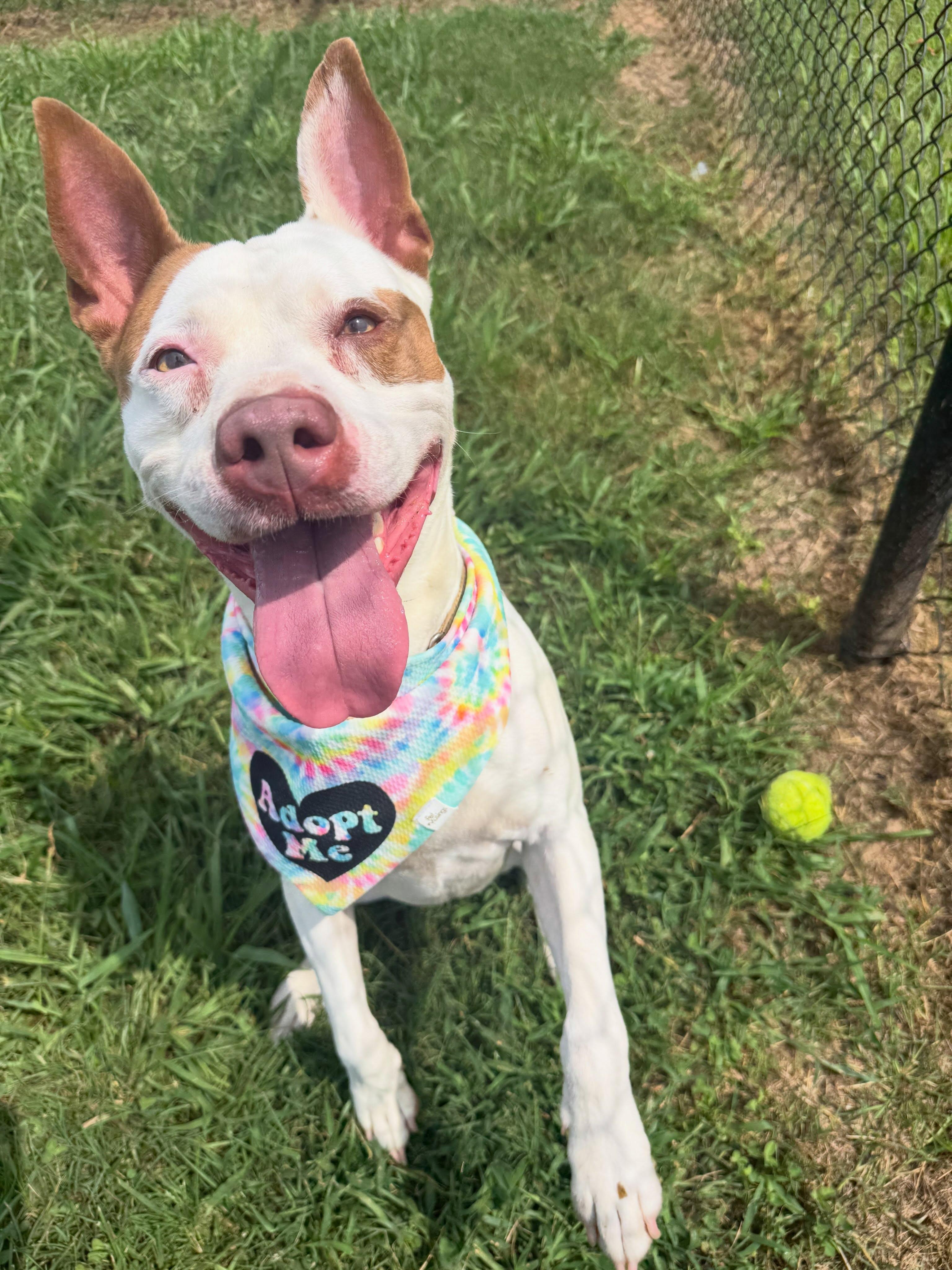 Enlarge Phoebe, a ADOPTABLE mixed breed in Lebanon, TN image 5/6