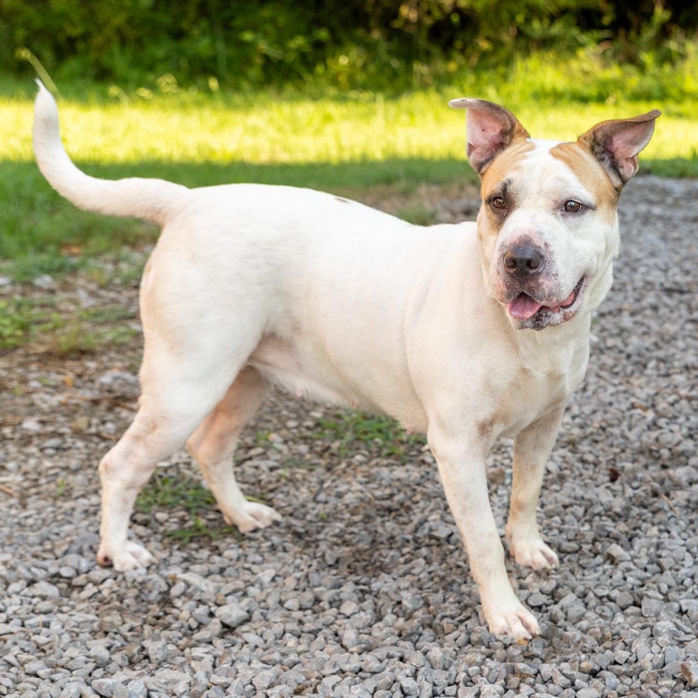Enlarge Phoebe, a ADOPTABLE mixed breed in Lebanon, TN image 2/6