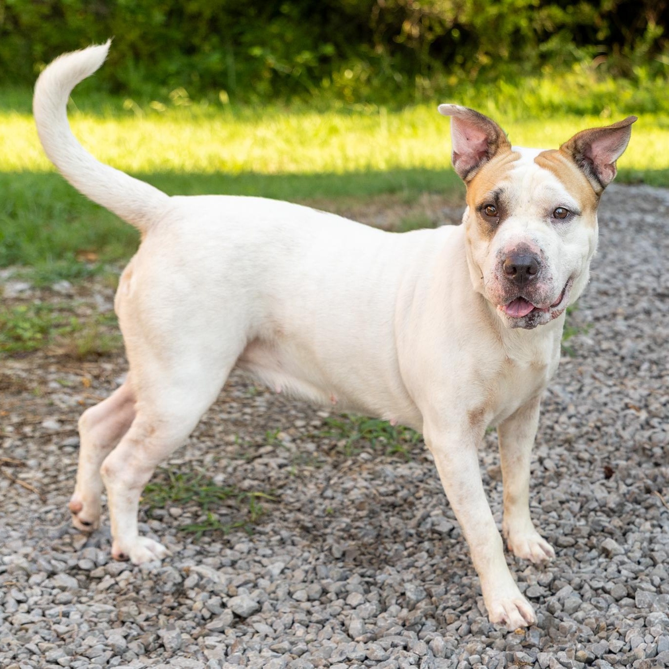 Enlarge Phoebe, a ADOPTABLE mixed breed in Lebanon, TN image 4/6