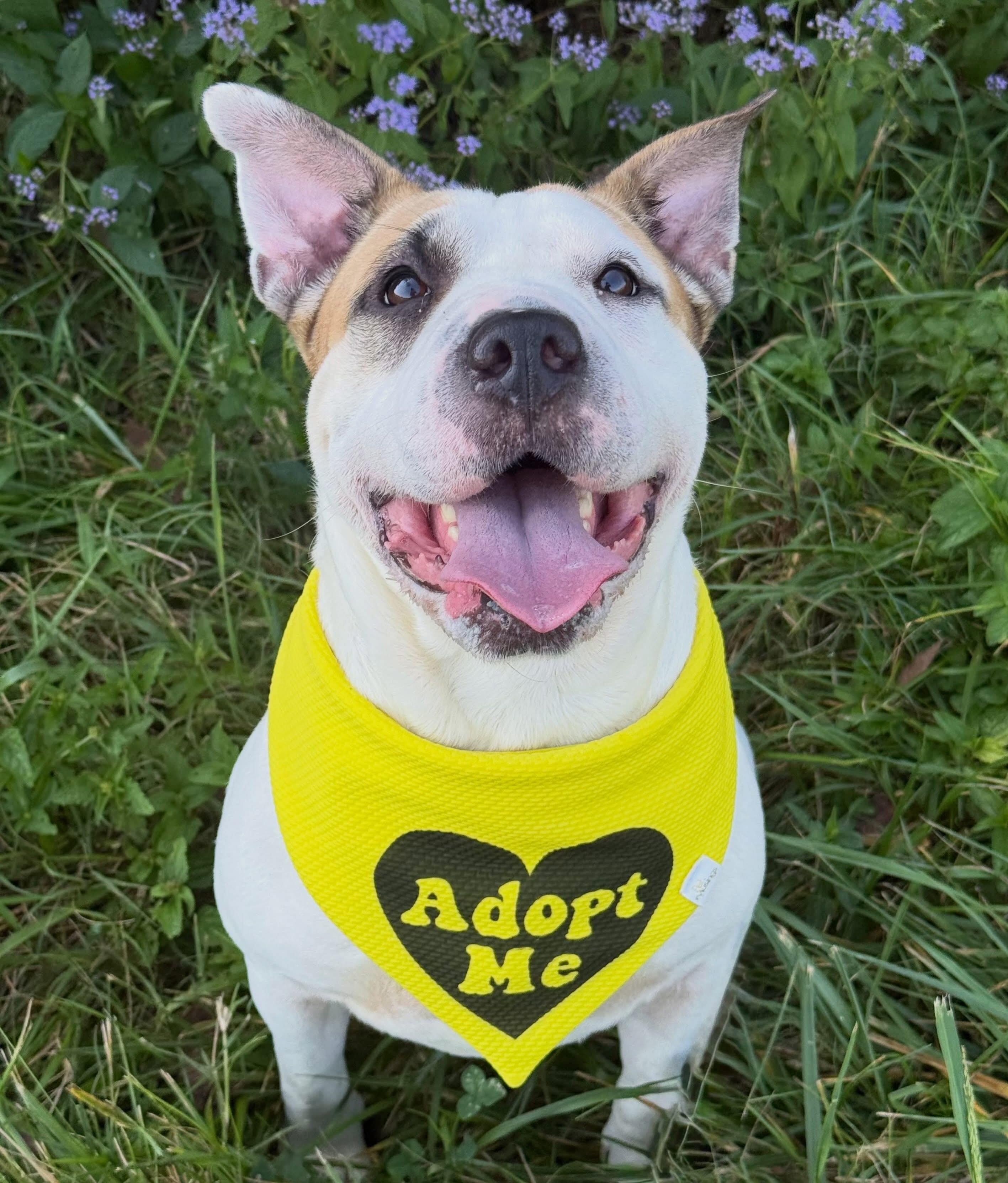 Phoebe, ADOPTABLE, Adult Female Shar-Pei & Pit Bull Terrier.
