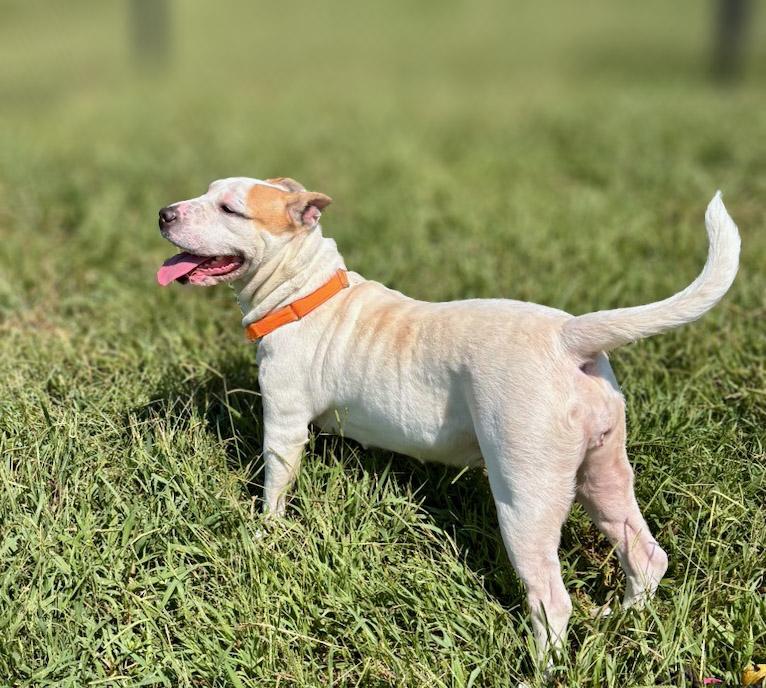 Enlarge Phoebe, a Adoptable mixed breed in Lebanon, TN image 4/6