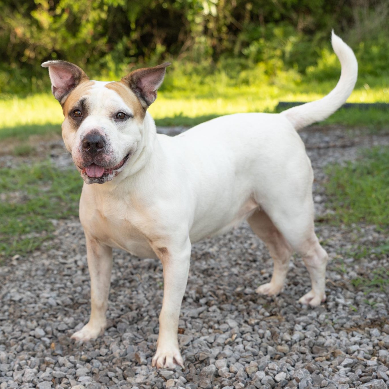 Enlarge Phoebe, a ADOPTABLE mixed breed in Lebanon, TN image 3/6