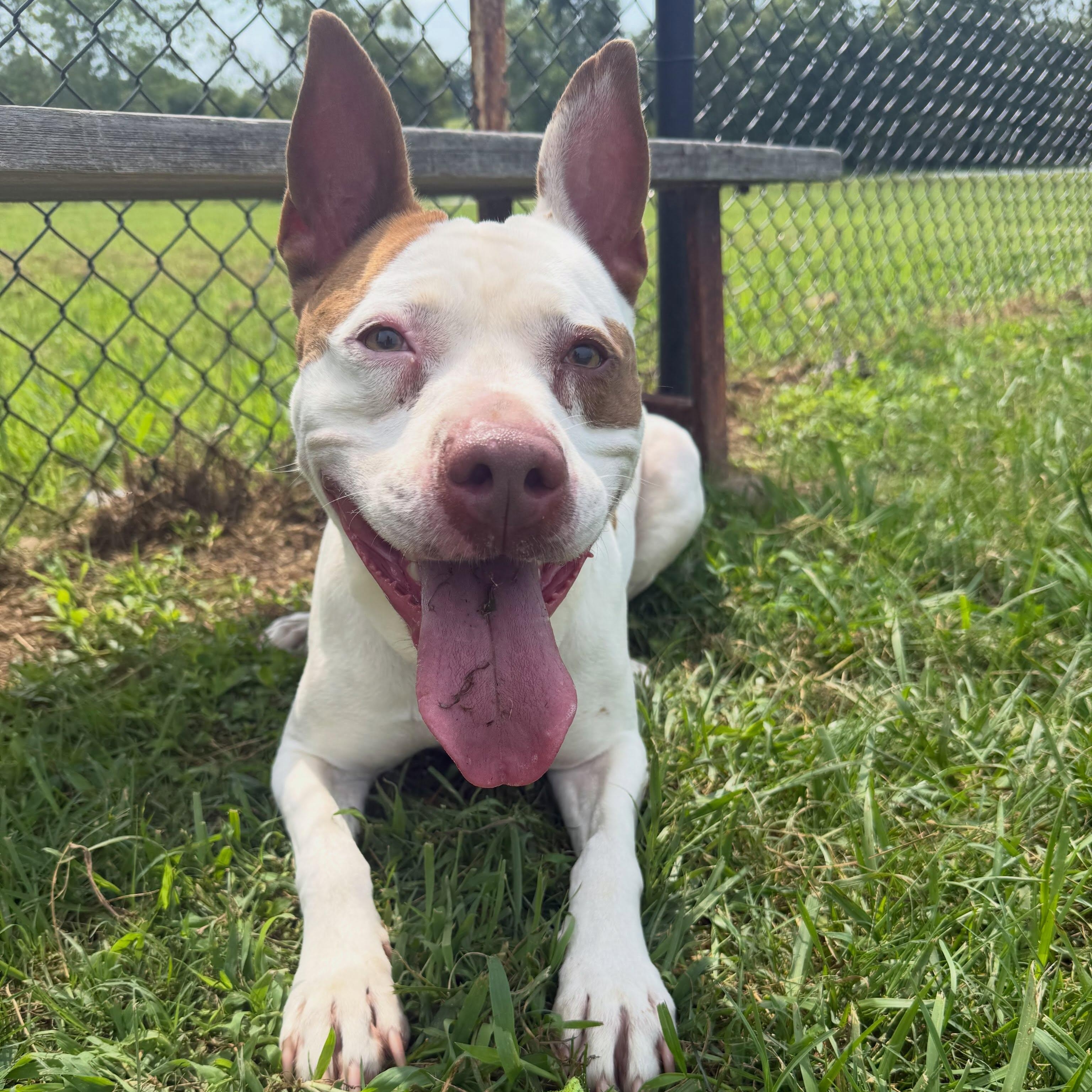 Enlarge Phoebe, a ADOPTABLE mixed breed in Lebanon, TN image 6/6
