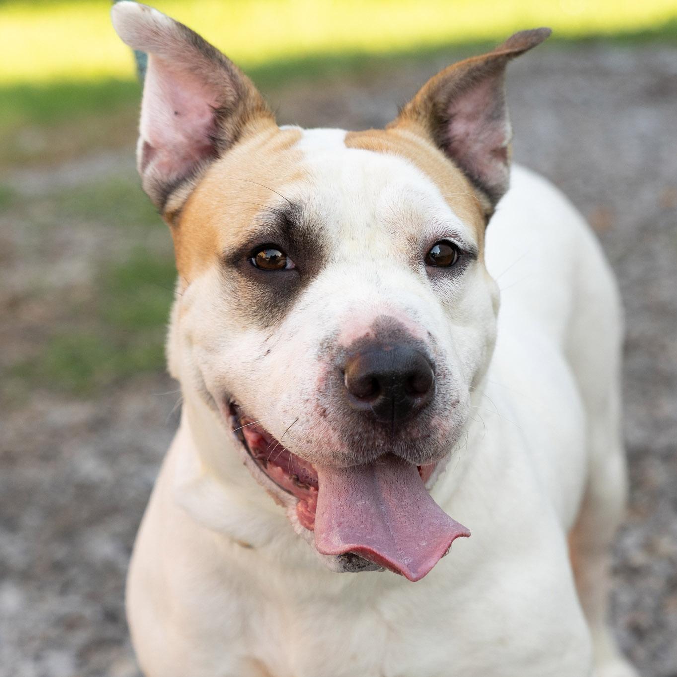 Phoebe, ADOPTABLE, Adult Female Shar-Pei & Pit Bull Terrier.