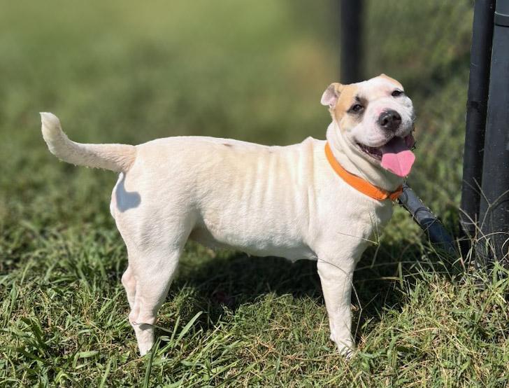 Enlarge Phoebe, a Adoptable mixed breed in Lebanon, TN image 3/6