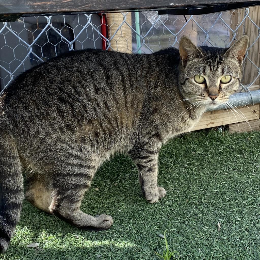 Mystery, Adoptable, Adult Female Domestic Short Hair.