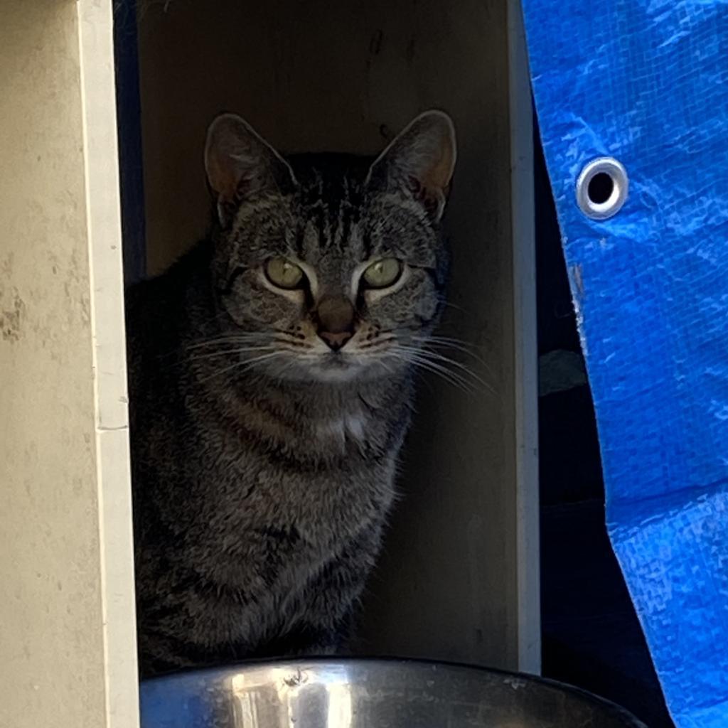 Enlarge Mystery, a Adoptable Domestic Short Hair in San Pablo, CA image 2/2