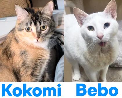 Bebo, Adoptable, Adult Male Domestic Short Hair & Domestic Short Hair.