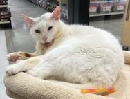 Enlarge Bebo, a Adoptable mixed breed in Encinitas, CA image 1/3