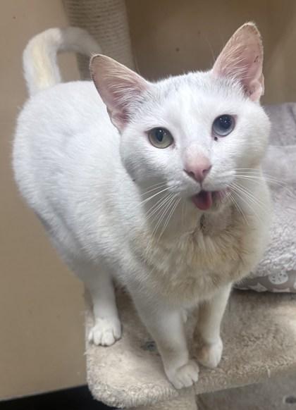 Enlarge Bebo, a Adoptable mixed breed in Encinitas, CA image 2/3