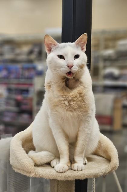 Bebo, a Adoptable mixed breed in Encinitas, CA image 3/3