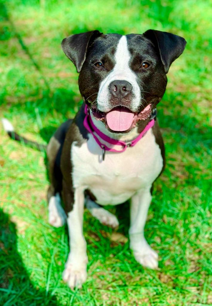 Roscoe, Adoptable, Young Male Pit Bull Terrier & Boston Terrier.