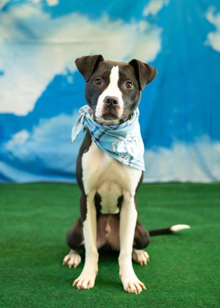 Roscoe, Adoptable, Young Male Pit Bull Terrier & Boston Terrier.