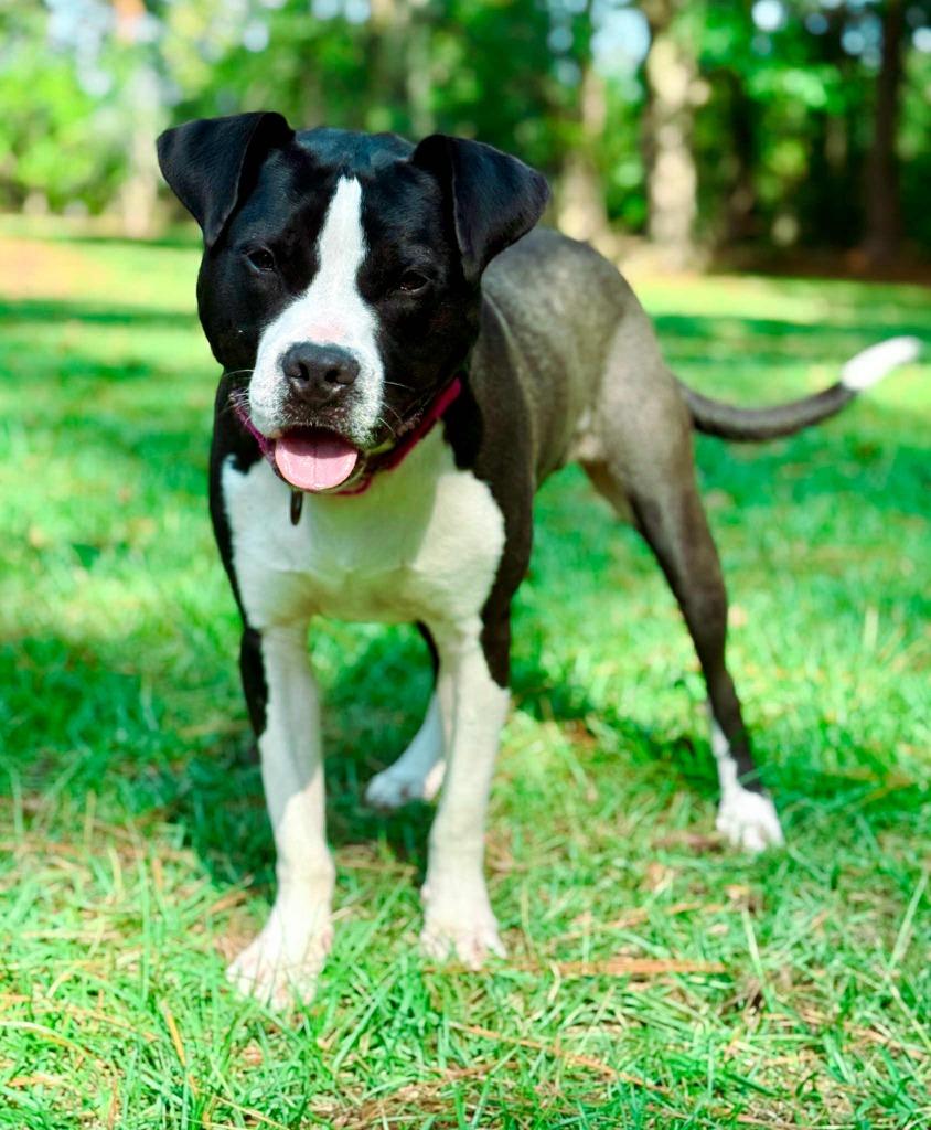 Roscoe, Adoptable, Young Male Pit Bull Terrier.