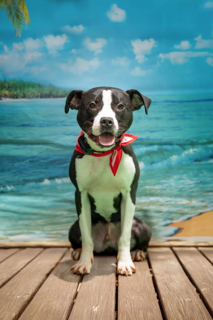 Enlarge Roscoe, a Adoptable mixed breed in Macon, GA image 2/6