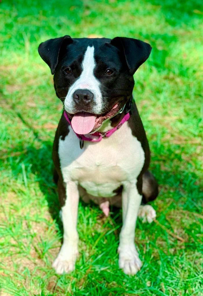 Enlarge Roscoe, a Adoptable mixed breed in Macon, GA image 4/6