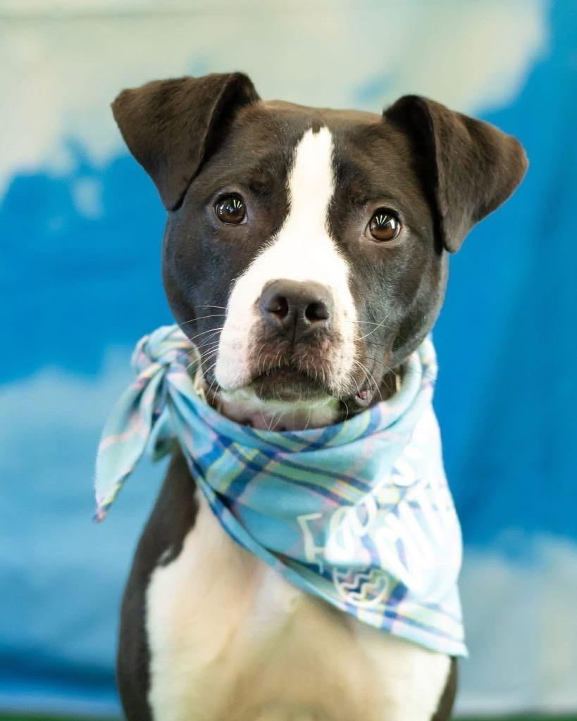 Enlarge Roscoe, a Adoptable mixed breed in Macon, GA image 5/6