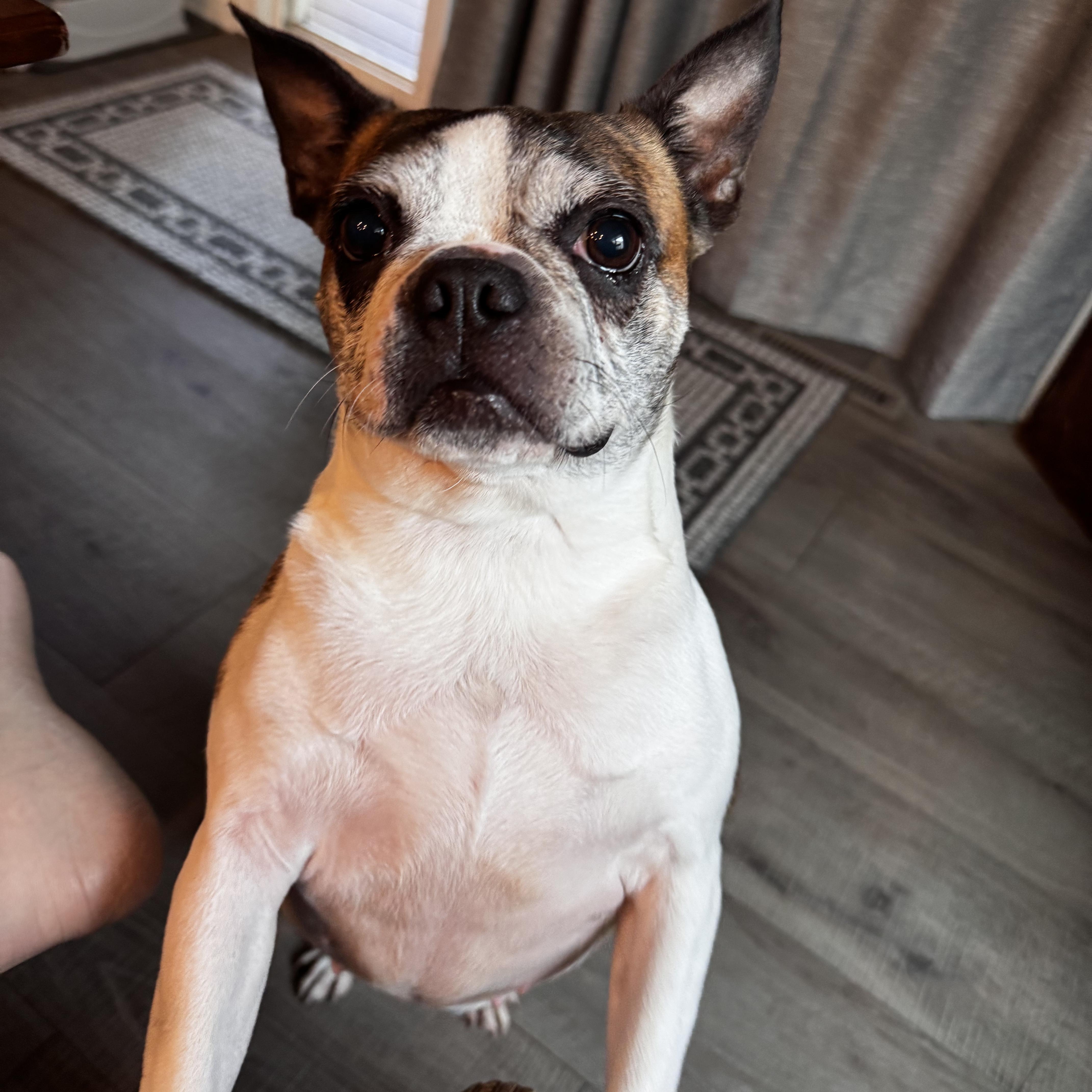 JoJo in IA, a ADOPTABLE Boston Terrier in Des Moines, IA image 6/6