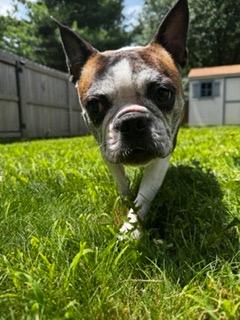 JoJo in IA, a ADOPTABLE Boston Terrier in Des Moines, IA image 2/6