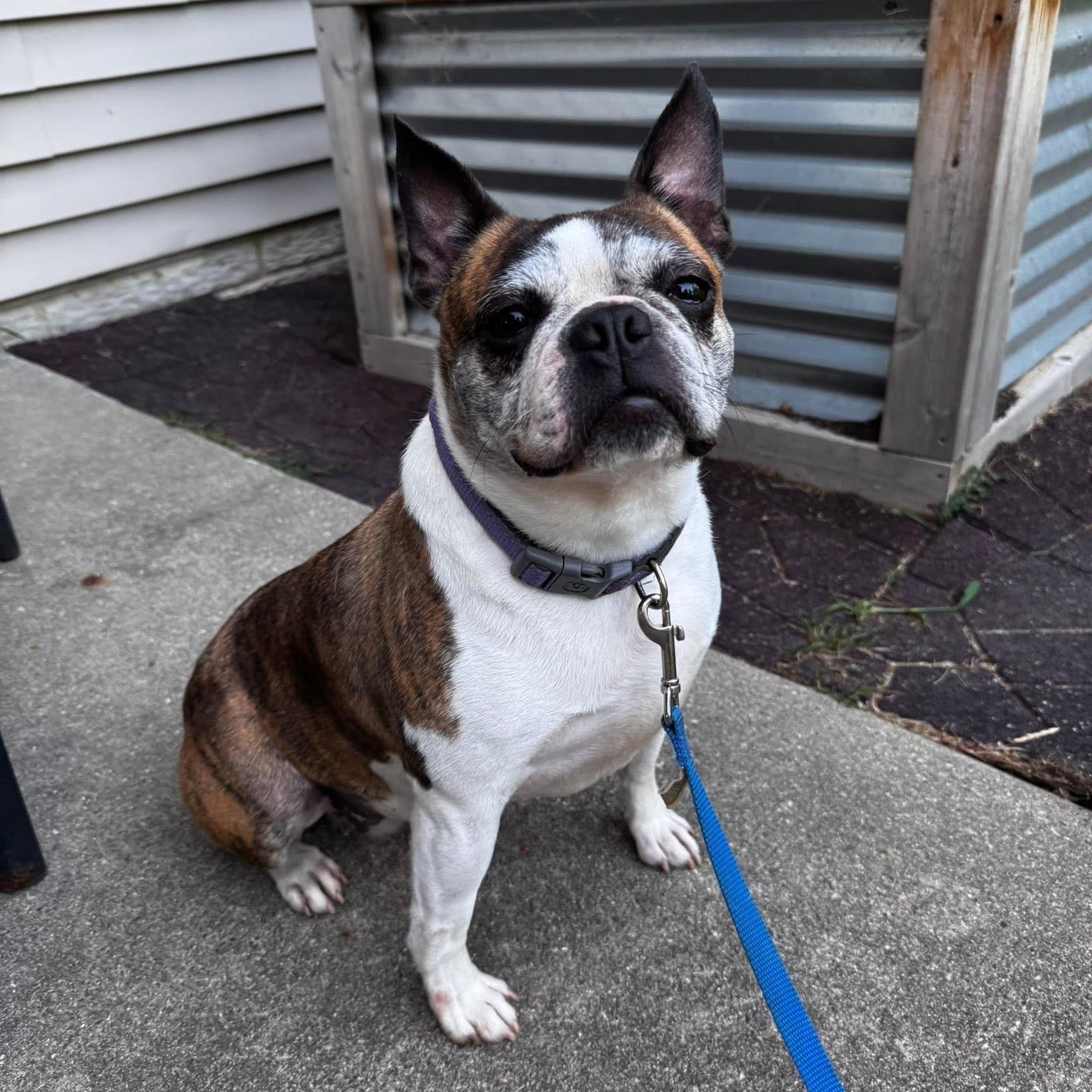 JoJo in IA, ADOPTABLE, Adult Female Boston Terrier.