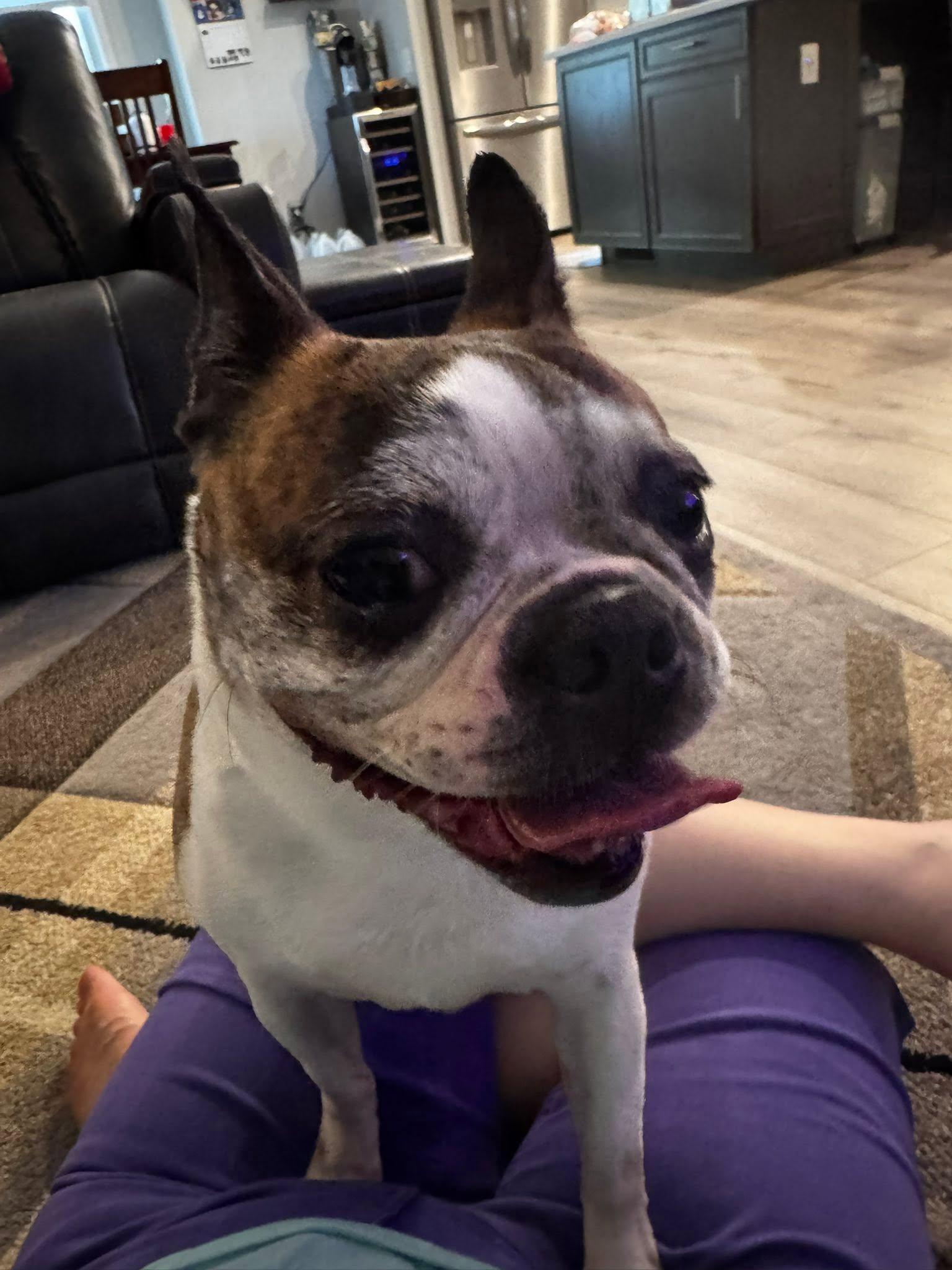 JoJo in IA, a ADOPTABLE Boston Terrier in Des Moines, IA image 3/6