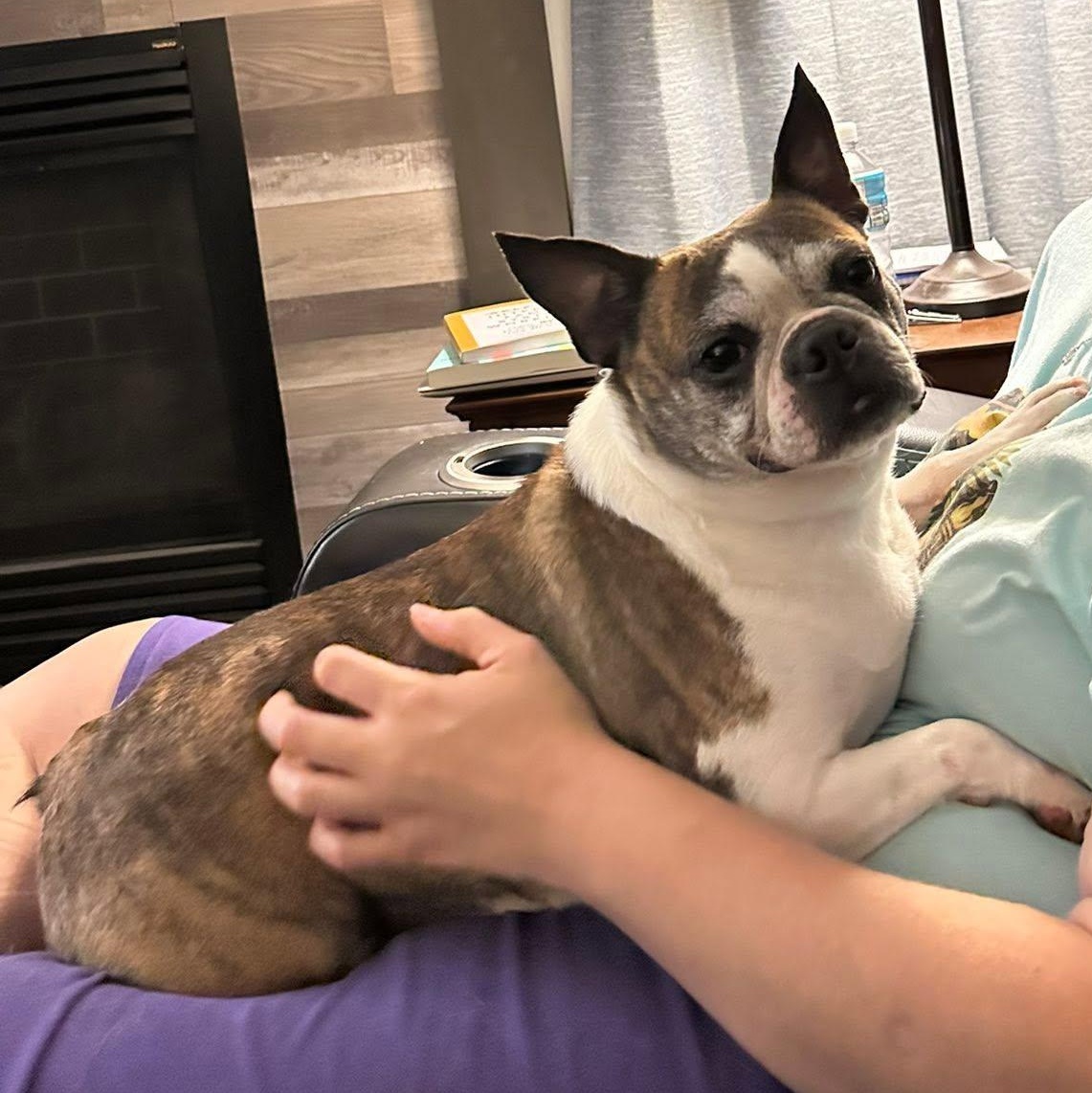 JoJo in IA, a ADOPTABLE Boston Terrier in Des Moines, IA image 4/6