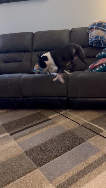 Enlarge JoJo in IA, a ADOPTABLE Boston Terrier in Des Moines, IA video 5/6
