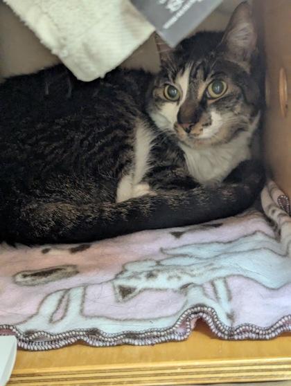 Sarah, Adoptable, Senior Female Domestic Short Hair & Domestic Short Hair.