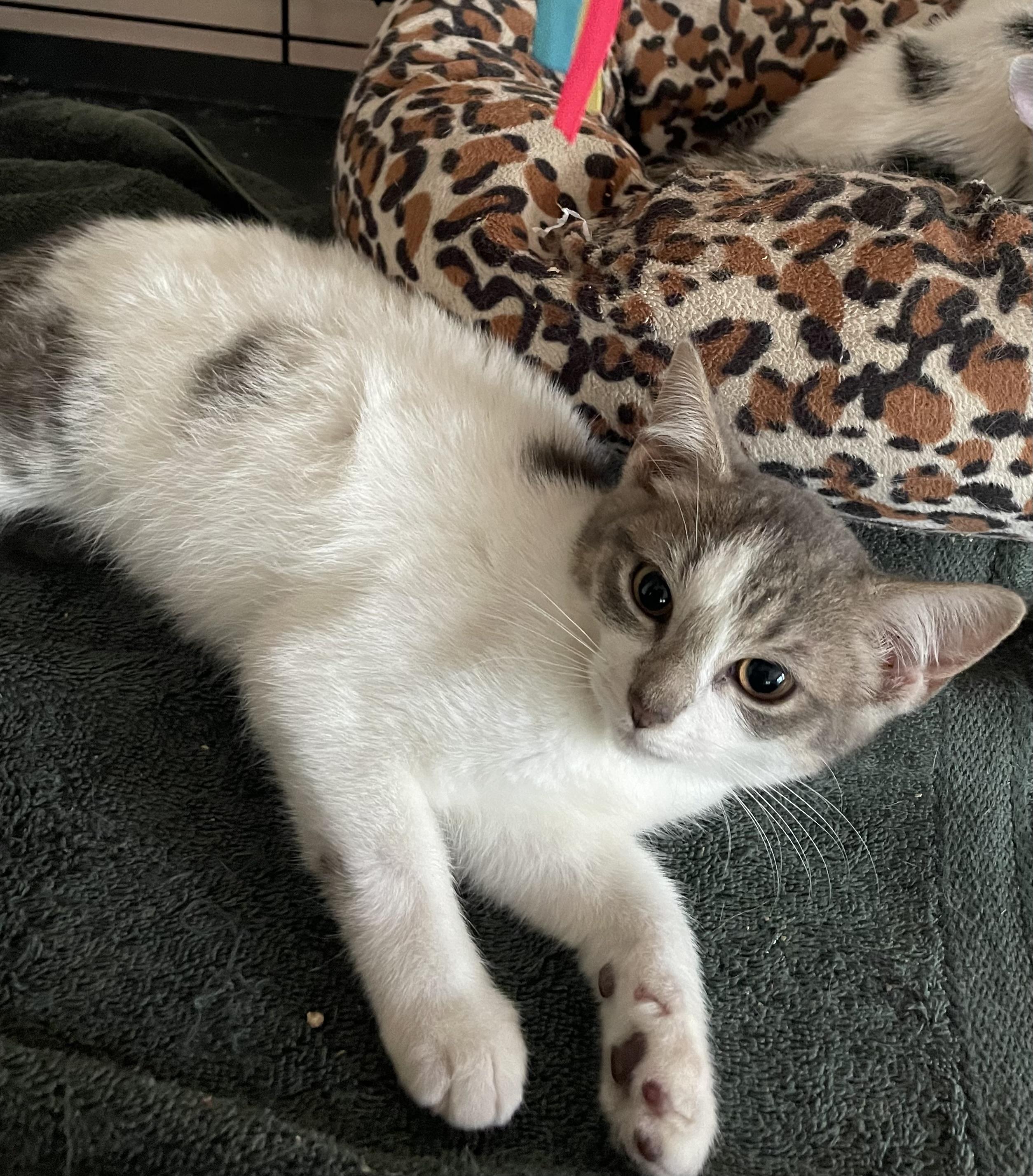 Tara