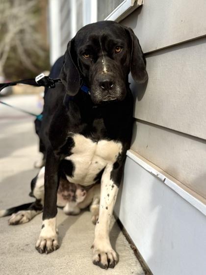 Aaron, Adoptable, Young Male Great Dane & Mixed Breed.
