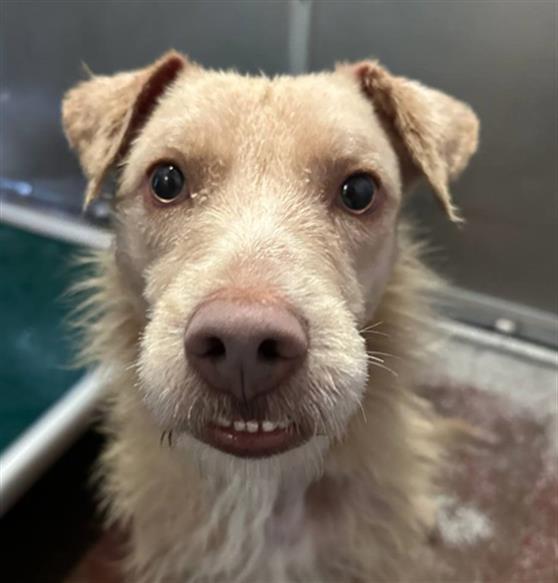 GOOFY, Adoptable, Adult Male Terrier & Mixed Breed.