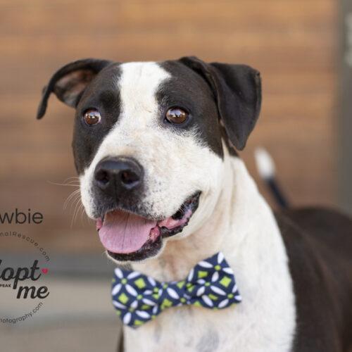 Newbie, Adoptable, Senior Male American Staffordshire Terrier & Mixed Breed.